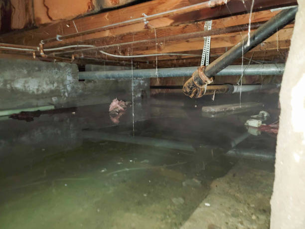 Best Flood damage cleanup  in Netcong, NJ